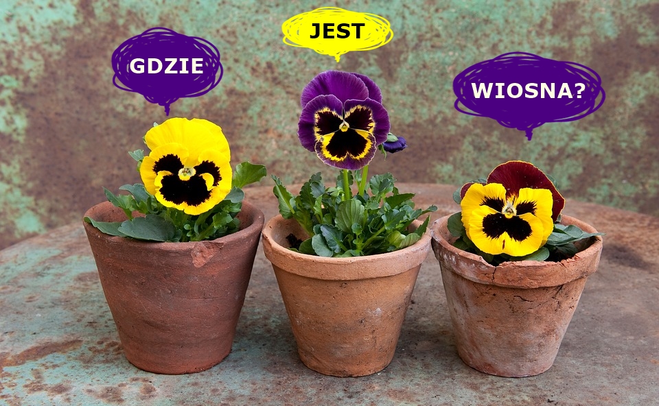 gdzie jest wiosna